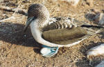 Blue-footed booby gaurding its egg