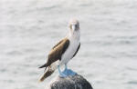 Blue-footed booby