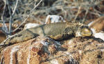 Land Iguana