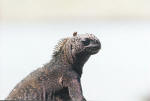 Marine Iguana