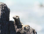 Marine Iguana