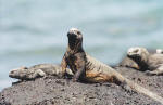 Marine Iguana