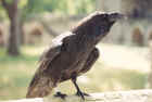 raven.jpg (71013 bytes)