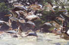 Rose-billed Pelicans