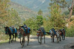 This one was photographed in the Garhwal Himalayas