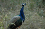 Sariska National Park, India