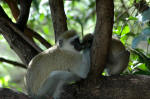 Lake Manyara National Park