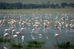 Ngorongoro Conservation Area