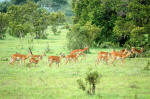 Selous Game Reserve