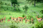 Selous Game Reserve