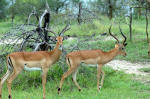 Selous Game Reserve