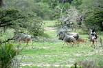 Selous Game Reserve