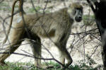 Selous Game Reserve