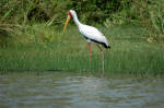 Selous Game Reserve