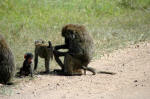 Serengeti National Park