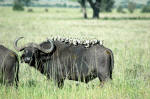 Serengeti National Park