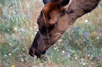 Mule Deer